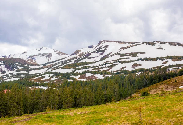 Hierba verde con cielo azul y montaña de nieve —  Fotos de Stock