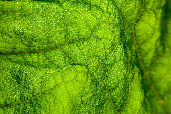 Yaprak yeşil arka plan — Stok fotoğraf