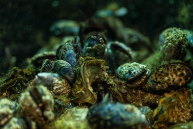 Midye arka planda sualtı akvaryum kapatın