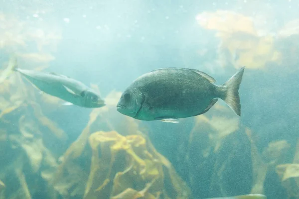 Pesci in acquario o in cisterna in allevamento ittico — Foto Stock