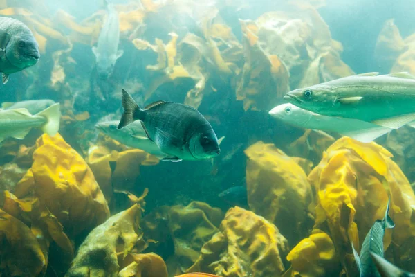 Pesci in acquario o in cisterna in allevamento ittico — Foto Stock