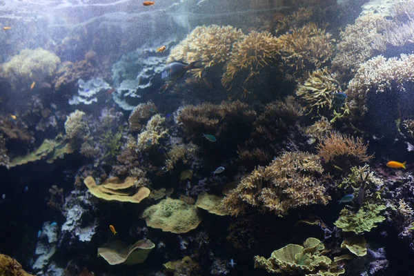 Poissons tropicaux avec coraux et algues en eau bleue. Beau fond du monde sous-marin. — Photo