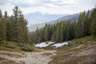 Mavi gökyüzü ve kar dağ ile yeşil çimen