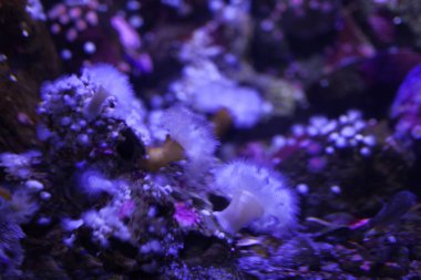 Beyaz deniz anemone mavi flüoresan ışık