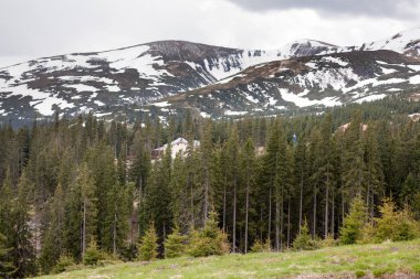 Mavi gökyüzü ve kar dağ ile yeşil çimen