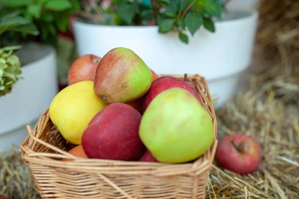 Récolte fraîche de pommes. Thème nature avec raisins rouges et panier sur fond de paille. Concept de fruit nature . — Photo