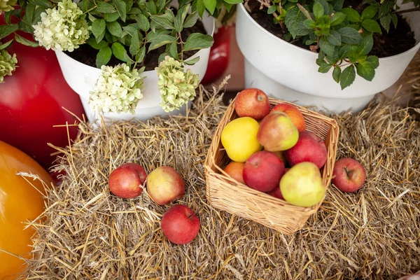 Fresh harvest of apples. Nature theme with red grapes and basket on straw background. Nature fruit concept. — Stock Photo, Image