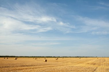 Güneşli, kırsal alan sonbahar sezonu hasat buğday hasat