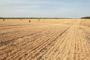 Güneşli, kırsal alan sonbahar sezonu hasat buğday hasat