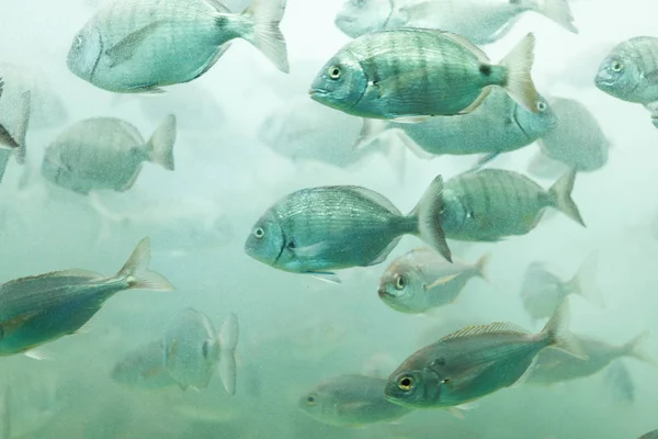 Pesci in acquario o in cisterna in allevamento ittico — Foto Stock