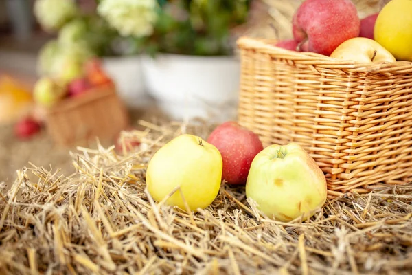 Récolte fraîche de pommes. Thème nature avec raisins rouges et panier sur fond de paille. Concept de fruit nature . — Photo
