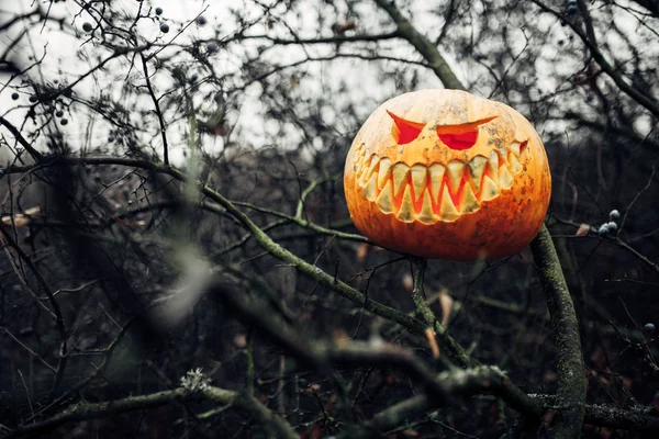 Zucca di Halloween con viso spaventoso nella Foresta Oscura — Foto Stock