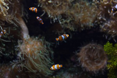 ocellaris palyaço balığı palyaço tehlikede palyaço balığı yanlış percula palyaço balığı Amphiprion ocellaris hayvan sualtı fotoğraf kapatmak küçük balık