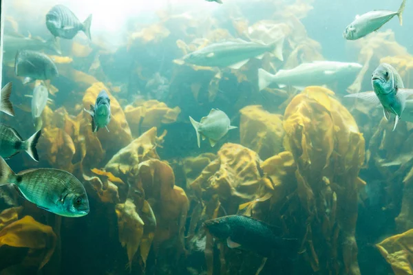 Pesci in acquario o in cisterna in allevamento ittico — Foto Stock