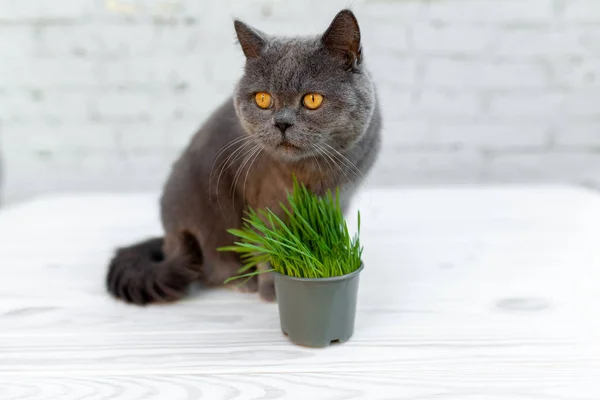 Britanya ile ilgili stenografi kedi evcil hayvan dükkanı işleten bir tencerede yararlı vitamin açısından zengin ot yiyor.