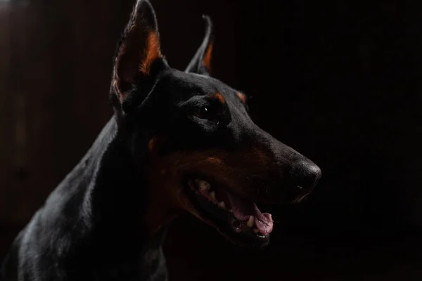 Primo piano Divertente Ritratto di Doberman Dog con grande naso Guardare in fotocamera su sfondo nero isolato — Foto Stock