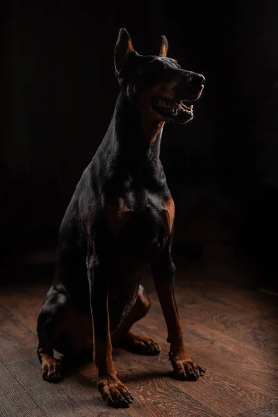 Portrait of Doberman on the dark background — Stock Photo, Image