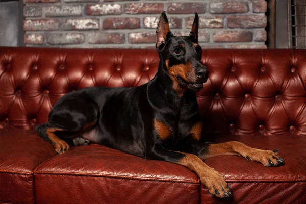 Doberman Pinscher. Hund på brun bakgrund. Hunden ligger på lädersoffa. — Stockfoto