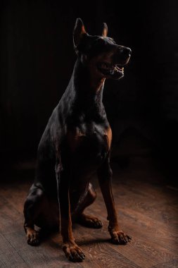 Portrait of Doberman on the dark background sitting on the floor clipart