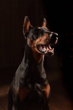 Yakın çekim komik portre-in Doberman köpek büyük burunlu siyah arka plan üzerine kamera fotoğraf bakmak