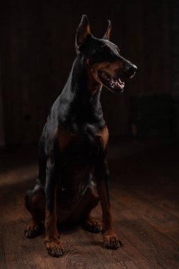 Doberman portresi katta oturan koyu arka plan üzerinde