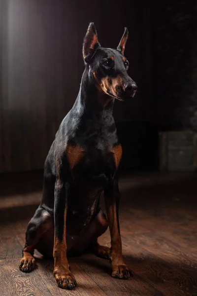 Porträtt Doberman Den Mörka Bakgrunden Sitter Golvet — Stockfoto