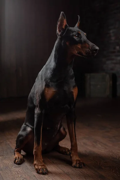 床に座って暗い背景にドーベルマン犬の肖像画 — ストック写真