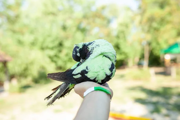 Uma Pomba Colorida Verde Senta Uma Mão Homem Contra Fundo — Fotografia de Stock