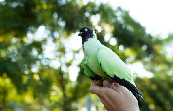 Kolorowe Dove Blue Siedzi Mans Dłoni Tle Jasne Zielone Liście — Zdjęcie stockowe