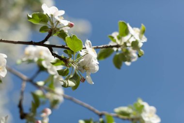 Elma çiçeği üzerinde doğa arka plan, güzel bahar çiçekleri