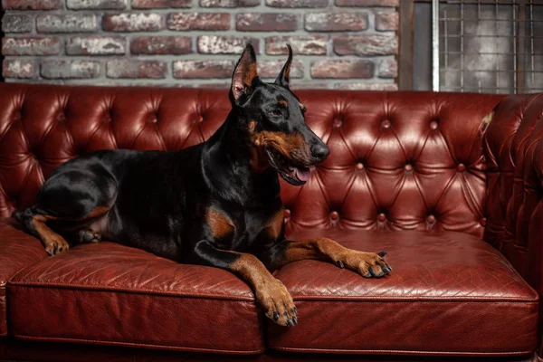 Doberman Pinscher. Hund på brun bakgrund. Hunden ligger på lädersoffa. — Stockfoto