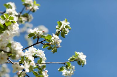 Elma çiçeği üzerinde doğa arka plan, güzel bahar çiçekleri