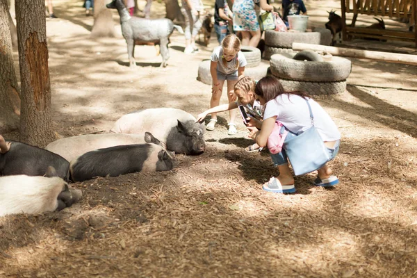 Mensen fotograferen groot varken dieren in een contact dierentuin op een mobiele telefoon Feldman Eco Park Kharkov Oekraïne 2018 — Stockfoto