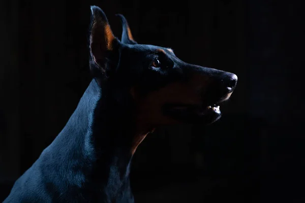 Doberman Pinscher mot svart bakgrund framifrån — Stockfoto