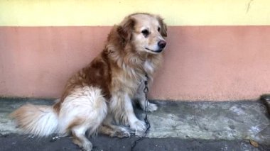 Seyir çevrede, var olmak evlat edinmek için bekleyen bir zincir üzerinde üzgün yalnız karışık-breed köpek. Aşk, hiçbir ev, mutsuz evsiz köpek gerek. Hayvan barınağı kavramı. Bir zincir, Evcil hayvan için evlat edinmek korkmuş köpek