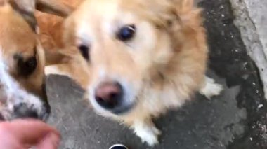 Yakın çekim. Bir adam elleriyle okşadı geri almak ve piyon köpek portresi. Görünümü el ve bir köpek... Birinci şahıs bakış