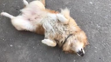 Komik yalnız karışık-breed köpek üzerinde seyir çevrede, var olmak evlat edinmek için bekleyen bir zincir. Aşk, hiçbir ev, mutsuz evsiz köpek gerek. Hayvan barınağı kavramı. Bir zincir, Evcil hayvan için evlat edinmek korkmuş köpek