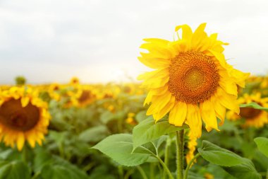 Ayçiçeği alan manzara yakın çekim yaz güneşli