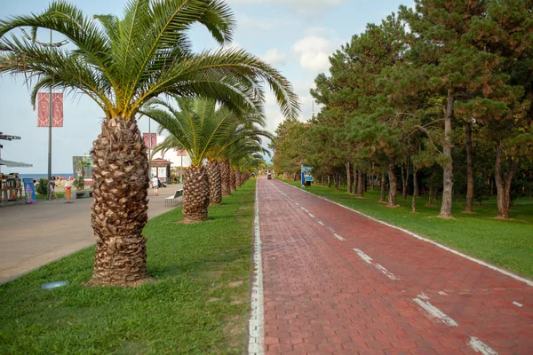 Batum, Gürcistan - Ağustos 2018: Palm ağaçlar sokak mesire Batum, Gürcistan ve bisiklet yolu