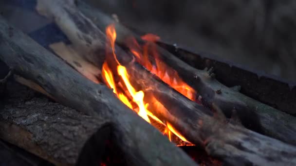 Près du feu dans le gril. Bois de chauffage brûle dans la soirée d'été — Video