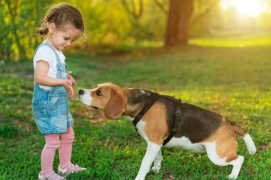 Küçük Beyaz kız doğada parkta yaz aylarında köpeği ile yürüyor. Cins beagle