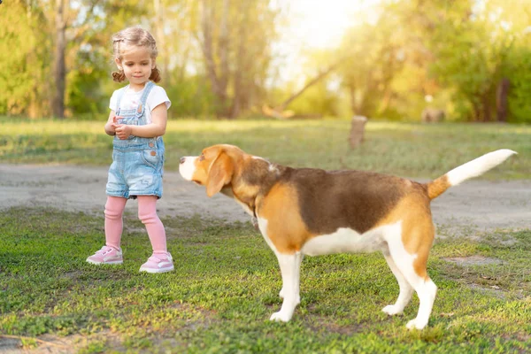 Little Caucasian girl walks with her dog in the summer in the park on the nature. Breed beagle