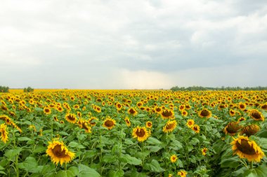 Ayçiçeği alan manzara yakın çekim yaz güneşli