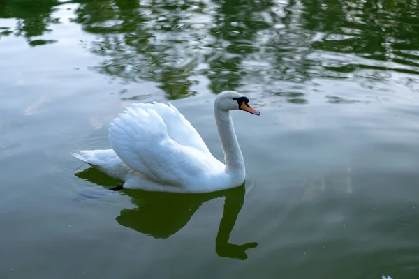 पानी की सतह पर सफेद हंस। जंगली पक्षी झील पानी पर तैर रहा है — स्टॉक फ़ोटो, इमेज