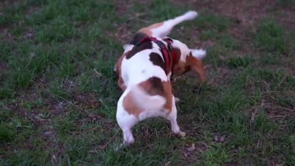 面白い子犬ビーグルは、大人の犬とレスリングをプレイし、草アクティブなロールの戦いに転倒、犬は顎を開き、転倒し、足を使用します。2匹の動物の好奇心旺盛な喧騒 — ストック動画