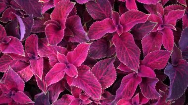 Çok yıllık bitki coleus parlak kırmızı yaprakları, plectranthus scutellarioides. Dekoratif kırmızı kadife coleus fairway bitkiler. Kırmızı yaprakların arka planı.