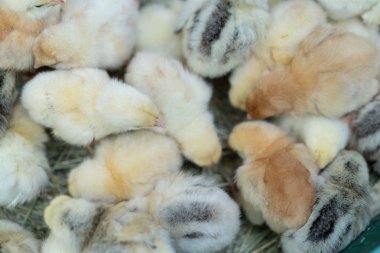 Küçük tavuklar. Kümes hayvanı çiftliğinde bir sürü tavuk çocuğu.