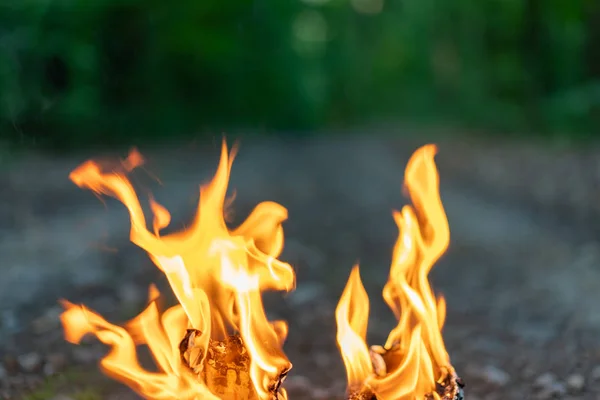 Tongues of flame close on the background of the evening forest. — Stock Photo, Image