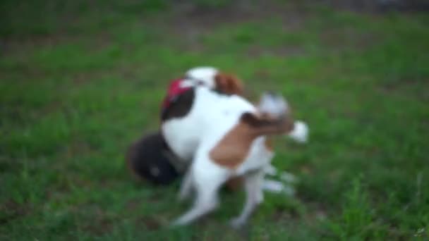 Забавный щенок-бигл играет в рестлинг со взрослым псом, падает на траву Активный бой роликов, собаки открывают челюсть, падают и используют лапы. Любопытная суета двух животных — стоковое видео