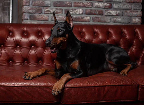 Doberman Pinscher. Chien sur fond brun. Chien repose sur le canapé en cuir . — Photo